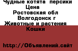 Чудные котята (персики) › Цена ­ 500 - Ростовская обл., Волгодонск г. Животные и растения » Кошки   